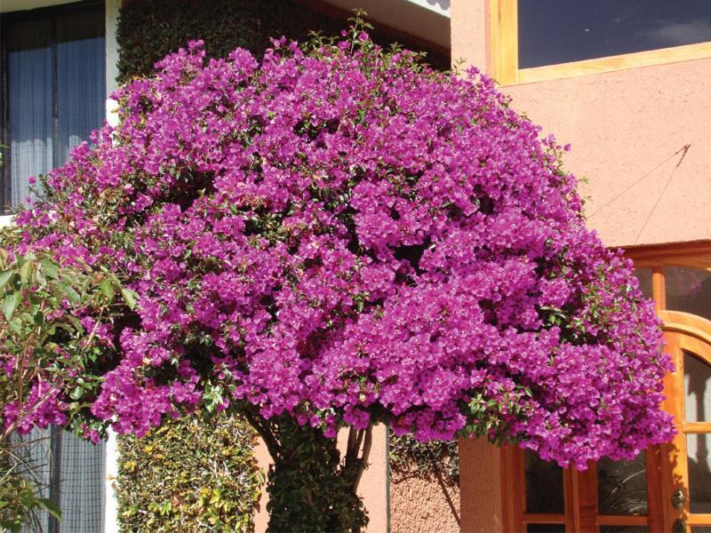 Hotel Arrecife de Coral San Cristóbal de Las Casas Extérieur photo